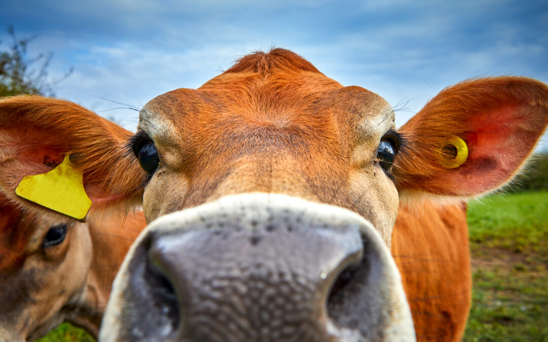 ArkeaBio Raises $26.5 Million to Develop Methane-Reducing Vaccine for Cattle