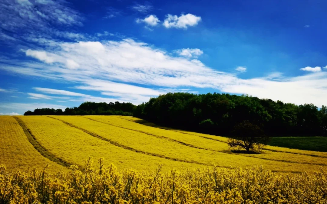 Farmers Embrace Regenerative Agriculture to Cut Emissions