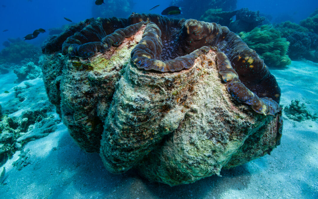 Giant Clams’ Solar-Energy Secrets Unlocked