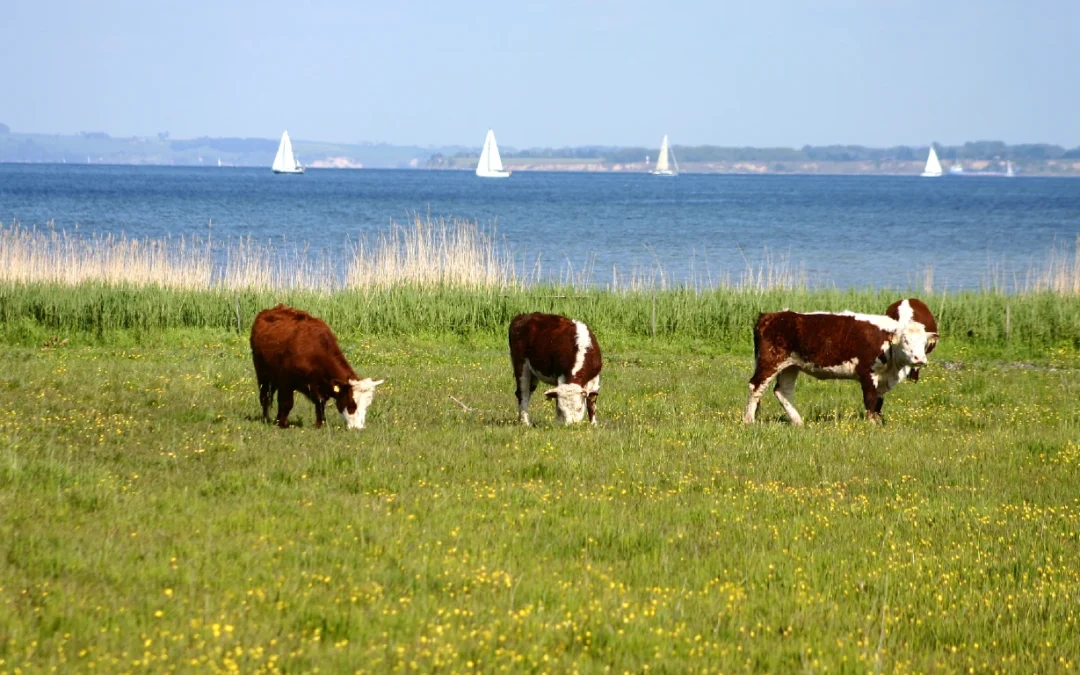 Tannin-rich Plants Could Reduce Methane Emissions in Grazing Cows