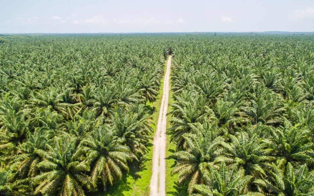 Daabon UK Unveils First Carbon-Neutral Organic Palm Oil