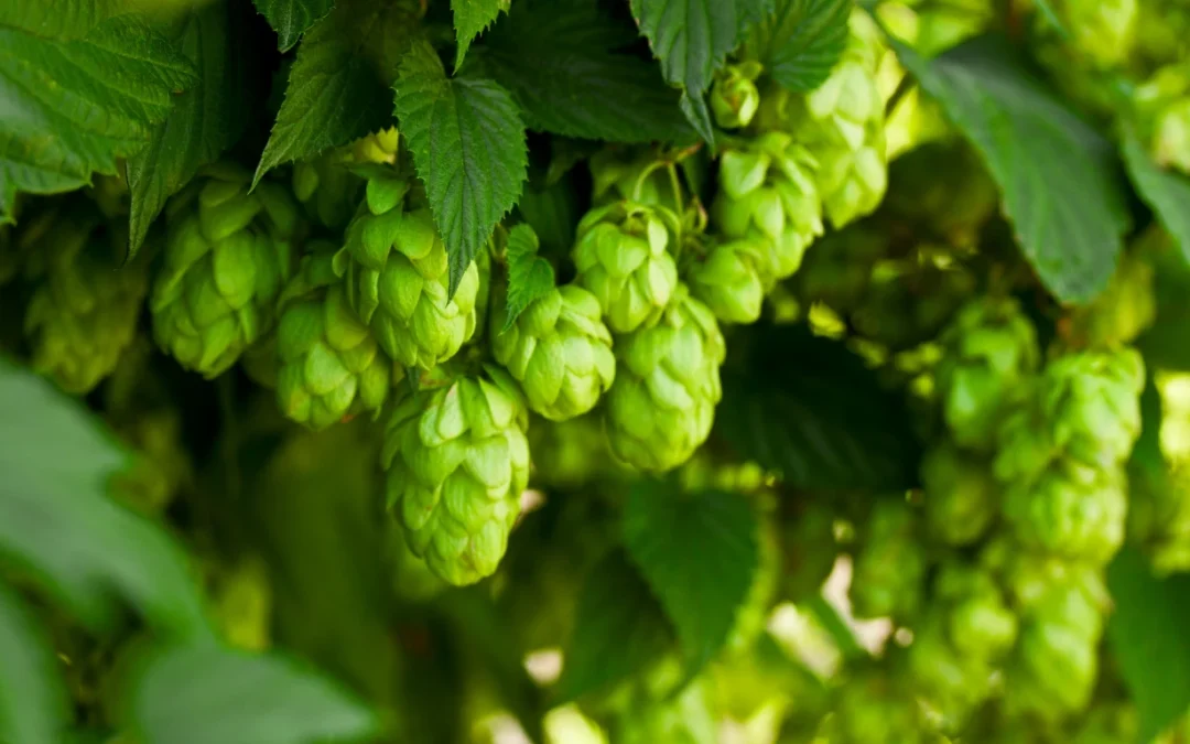 HopfON Converts Hops Harvest Waste