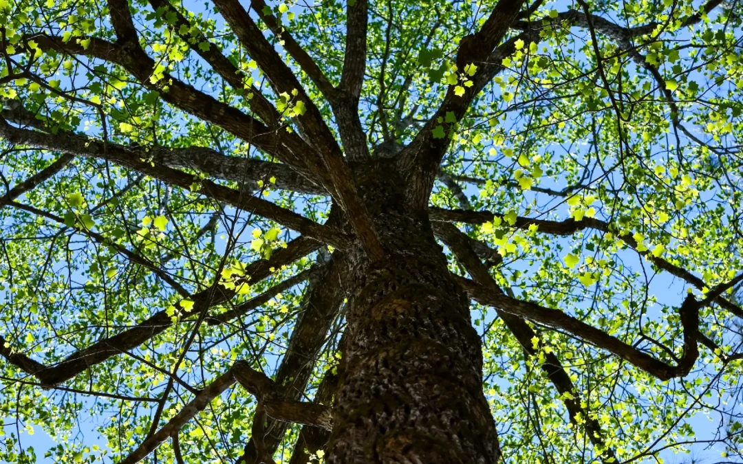 Revolutionary Discovery in Botany: the ‘Midwood’ Tulip Tree