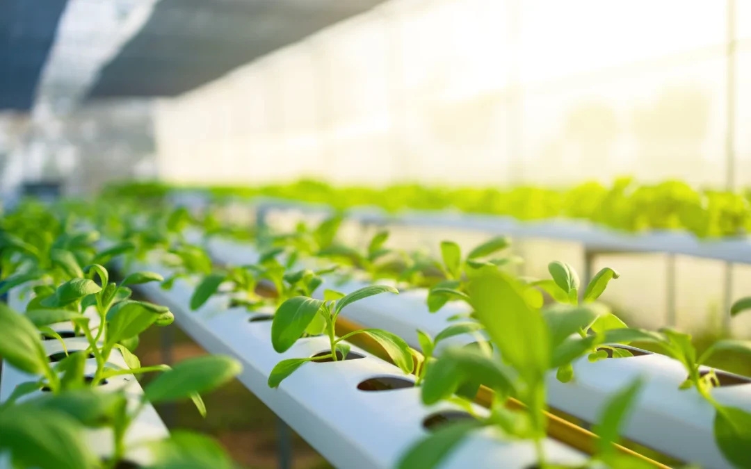 New Water Purification device set to Revolutionise Hydroponic Farming