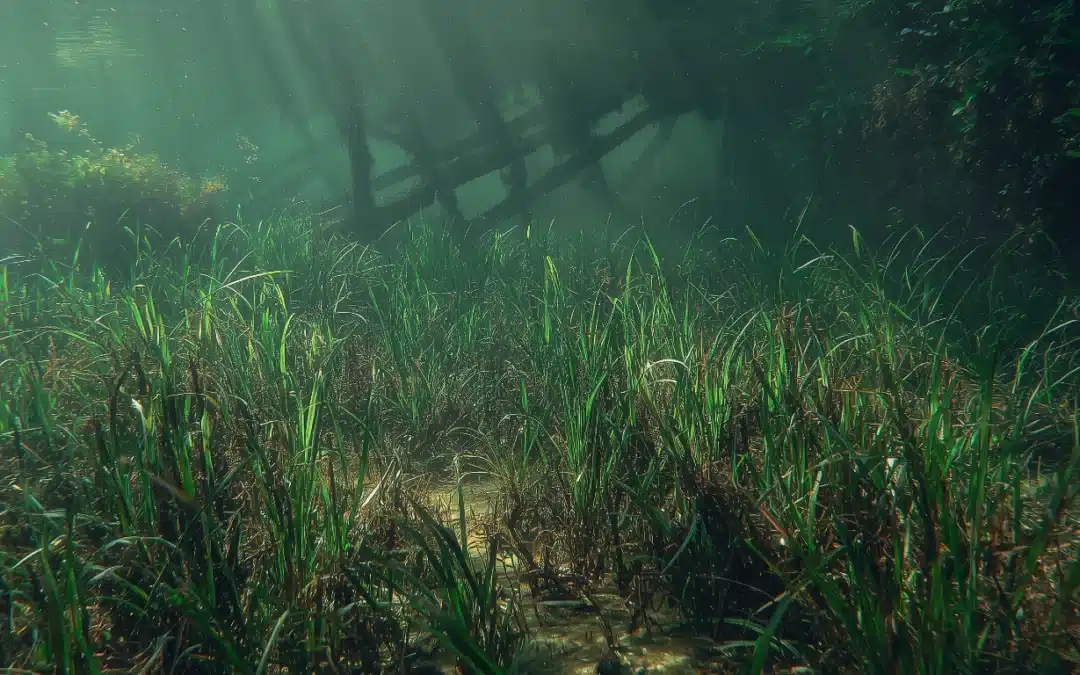 Seagrass Cultivation Could Revolutionise Coastal Food Security