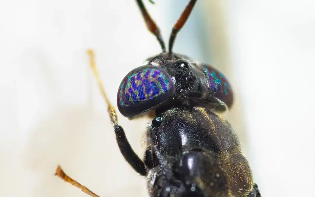 Volare Gets €26m to Scale Up Insect Protein Production