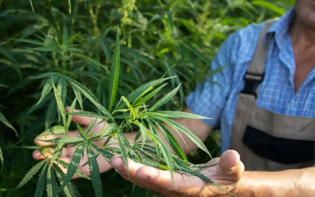 Hemp-Derived Graphene: The Future of Sustainable Materials?
