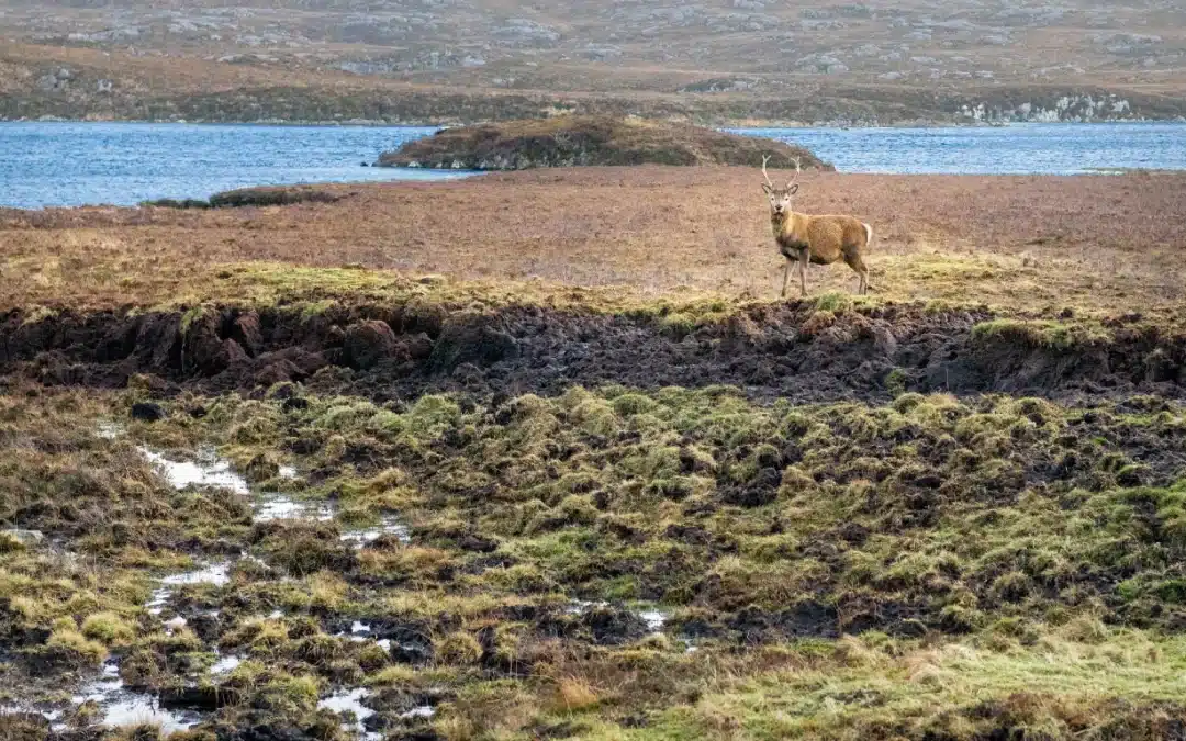 Peatlands, Carbon And The Climate Power Of Scotland’s Bogs