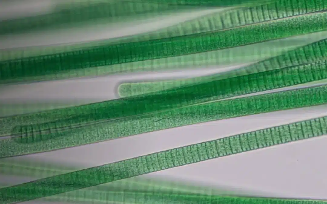 From Carbon to Protein: Arborea’s Bid to Industrialise Photosynthesis