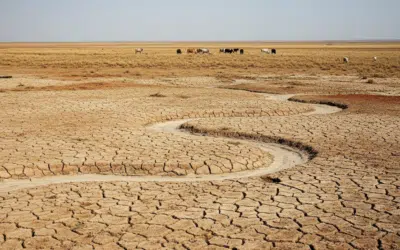 COP17 Moves Money but Leaves Drought Without a Framework